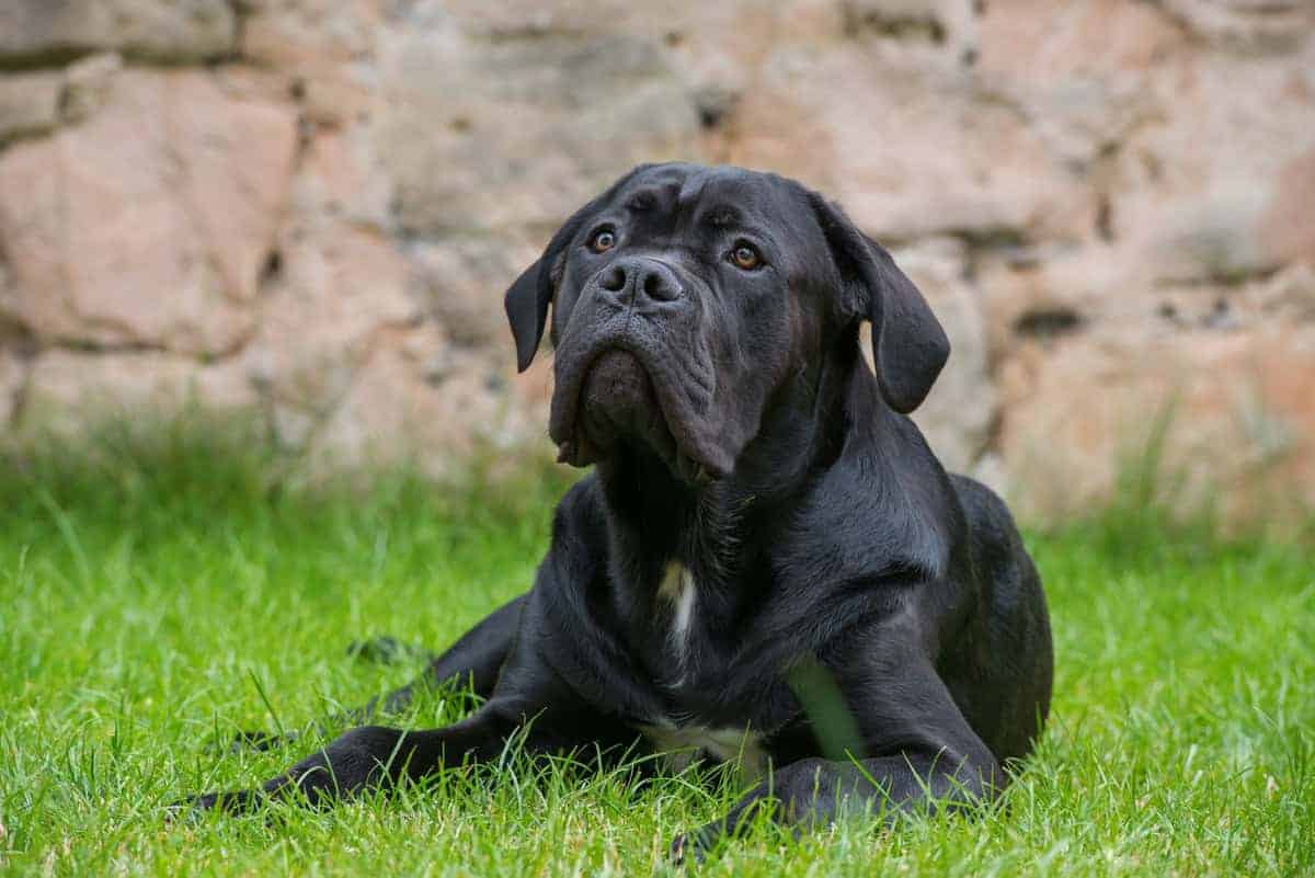 Cane corso