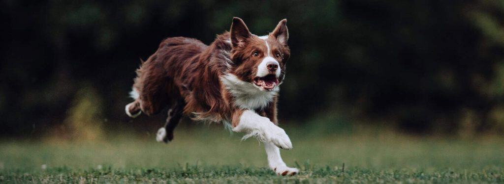 Border Collie - borderski ovčar
