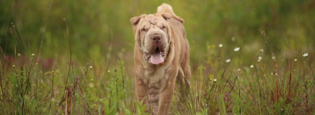 Shar pei pasma psa
