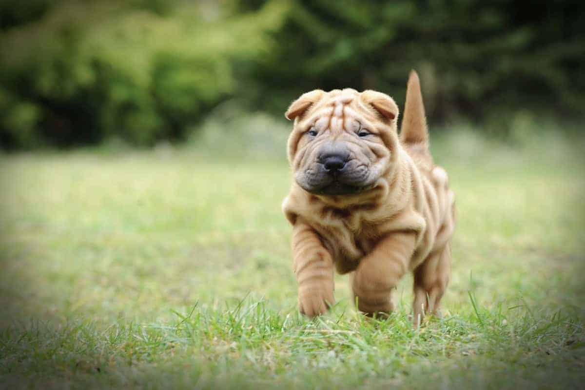 Shar pei mladiči