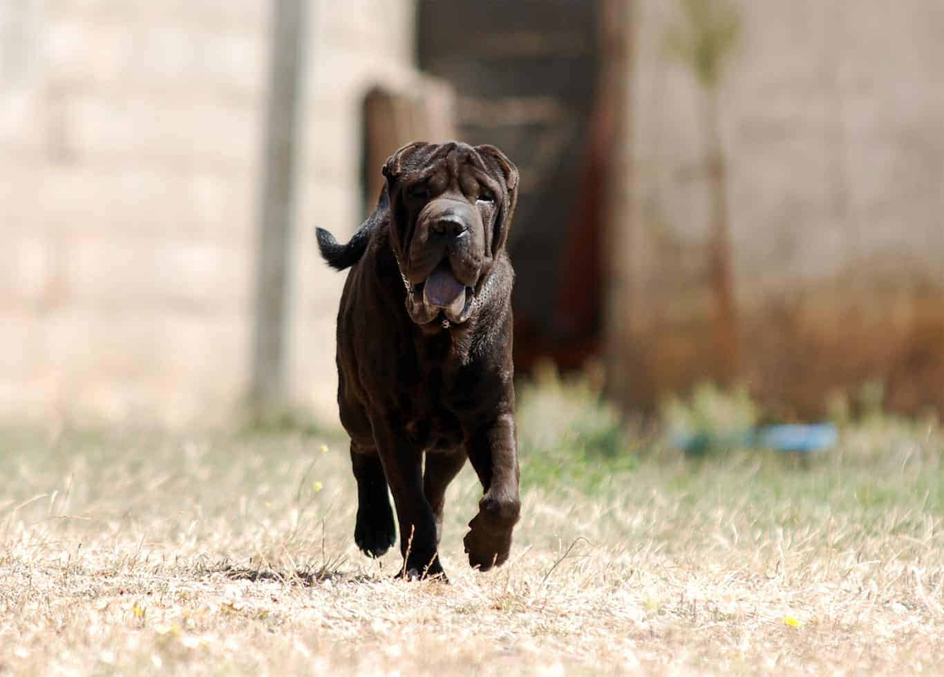 Sharpei