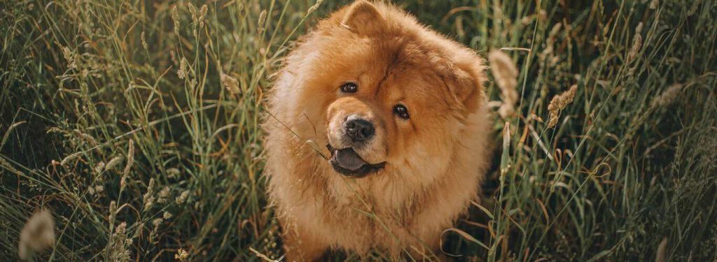 Chow chow (čov čov)