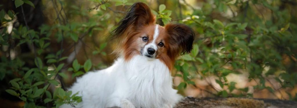 Papillon kontinentalni pritlikavi španjel