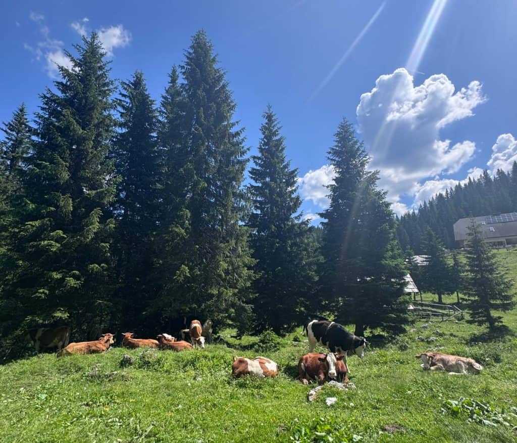 Izlet s Pinom v Bohinj: od planine Blato do Dednega polja
