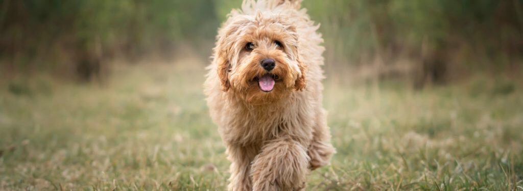 Cavapoo