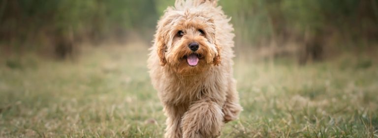 Cavapoo