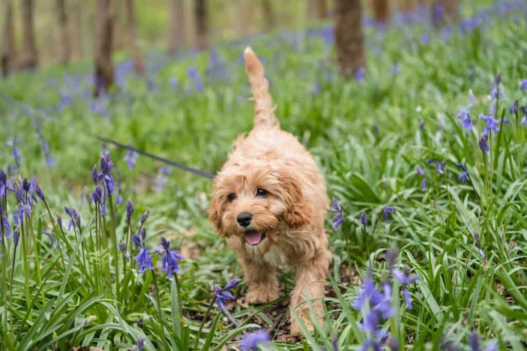 Cavapoo mladiči