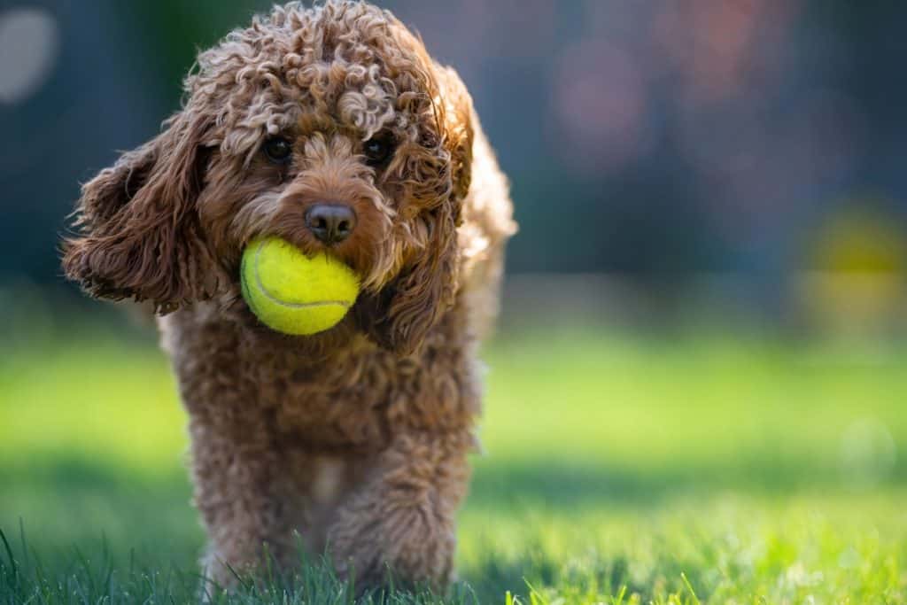 Cavapoo nega