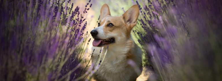 Corgi - valiždanski ovčar Pembroke