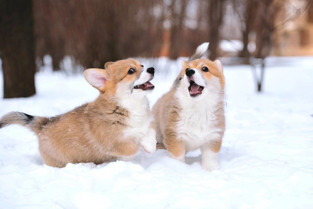 Corgi mladički
