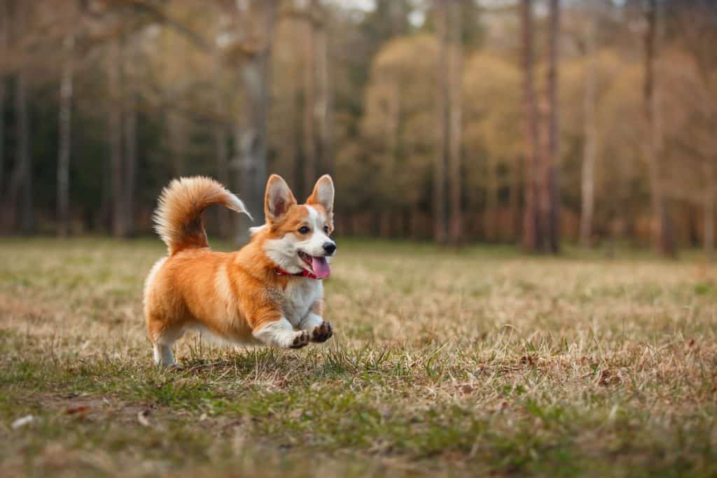 Corgi pembroke valiždanski ovčar