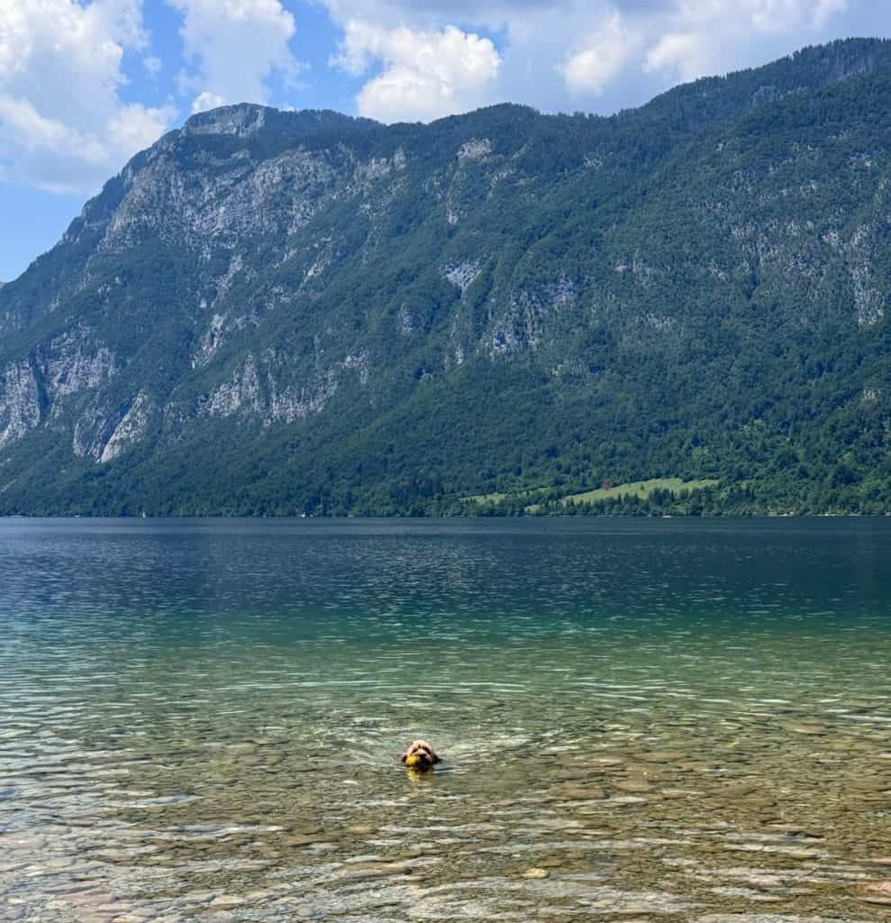 Izlet s Pinom v Bohinj