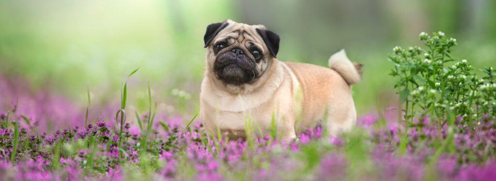 Pasma mops