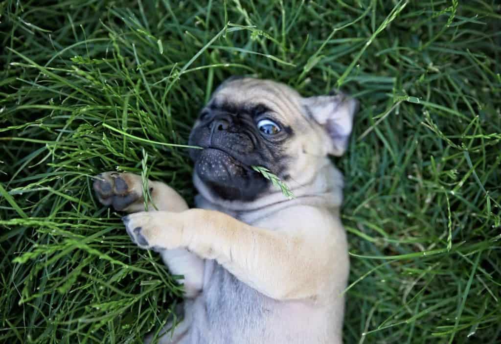 Mops mladiči