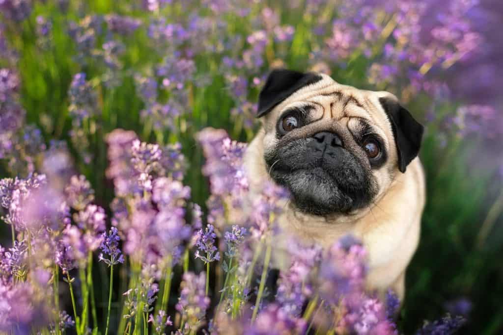 Mops