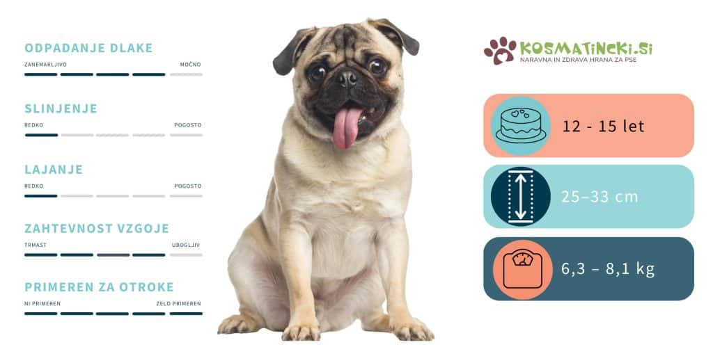 Mops (pug) - pasma psa