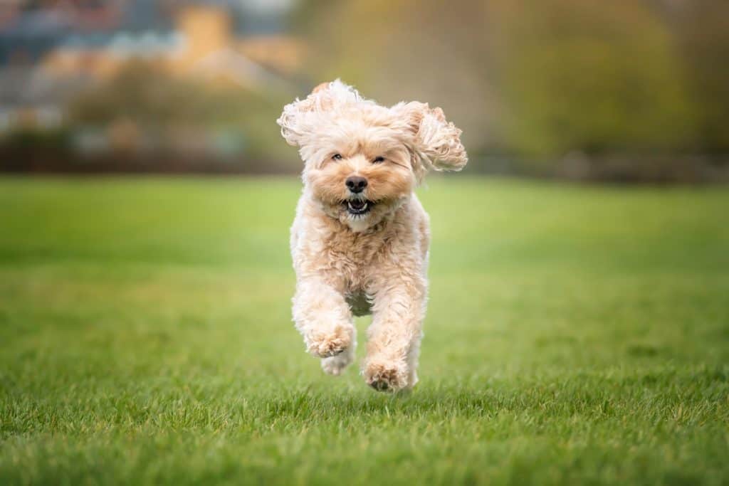 Pasma Cavapoo