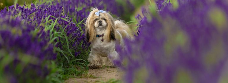 Shih Tzu - Šicu