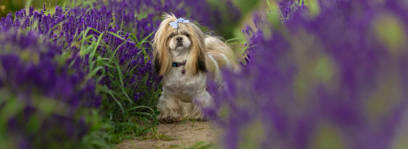 Shih Tzu - Šicu