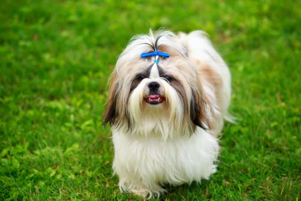 Shih Tzu skrb za pasmo