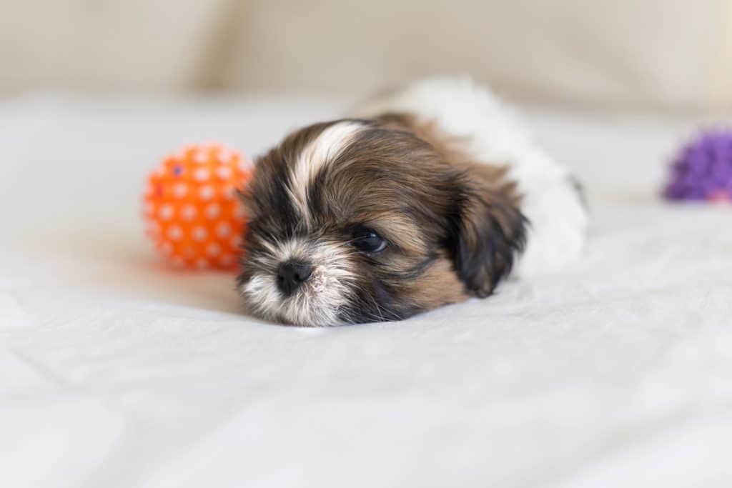 Shih Tzu mladiči