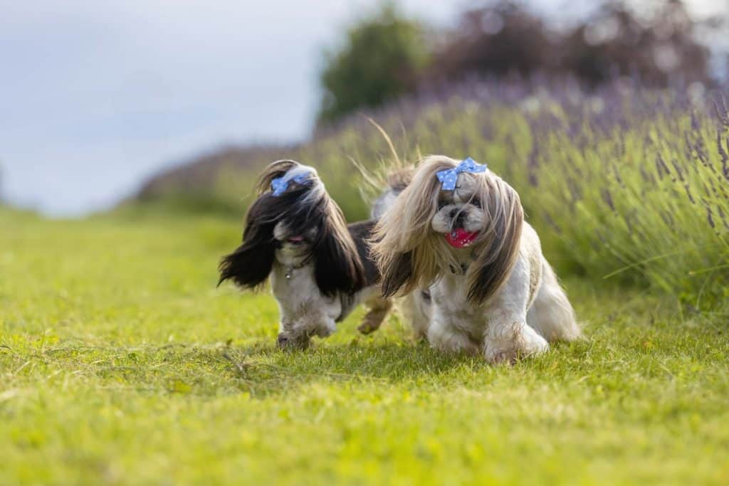 Shih Tzu vzgoja