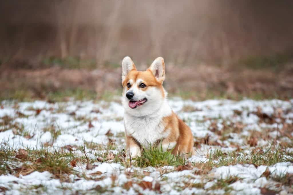 Corgi splošna nega