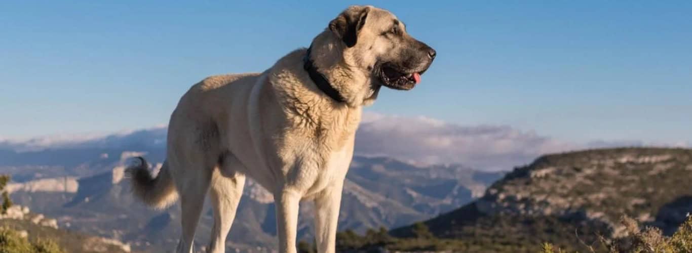 Pasma kangal