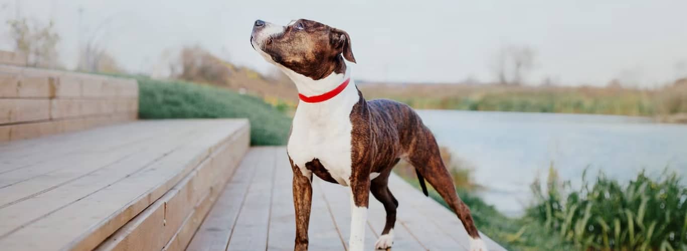 Pit bull
