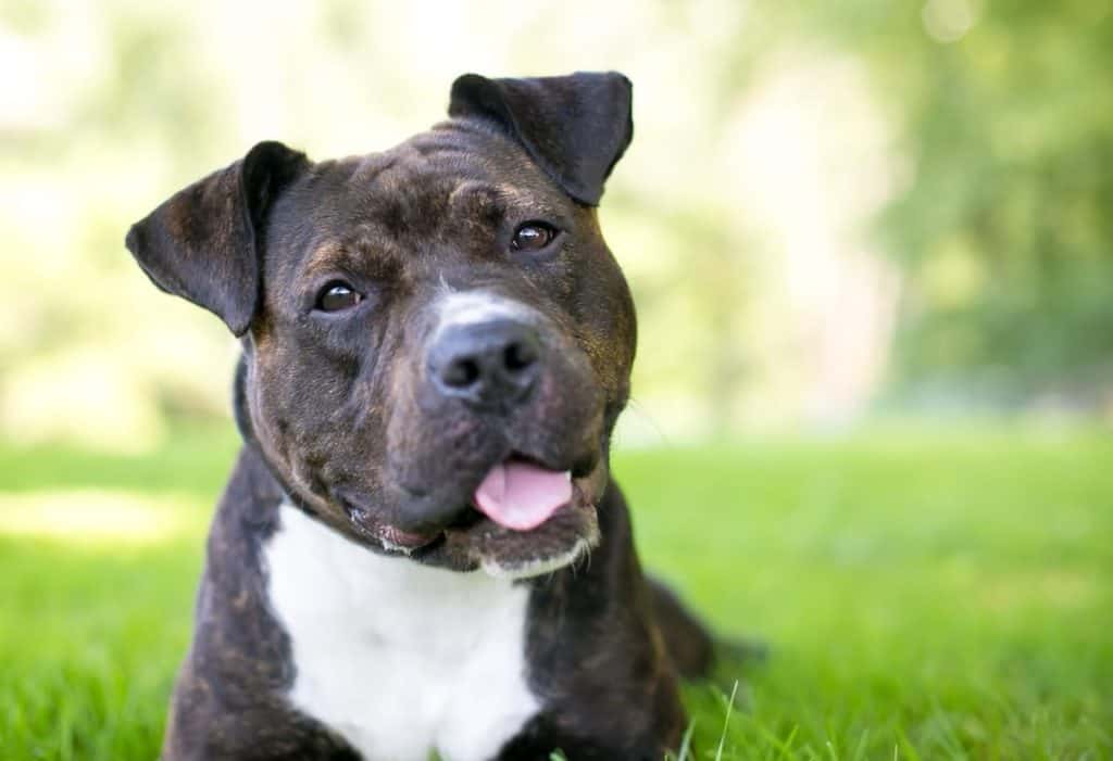 Ameriški pit bull terier