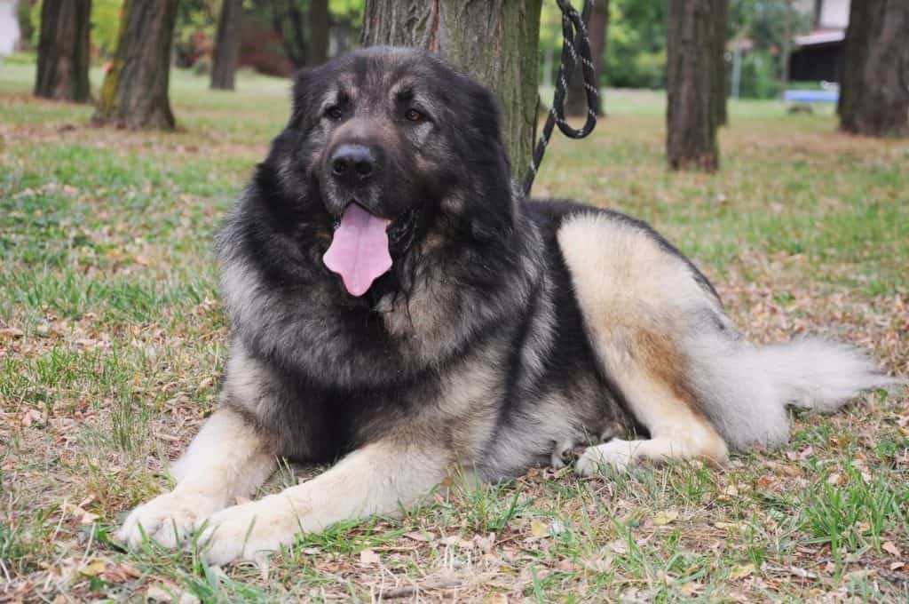 Kavkaški ovčar velika pasma