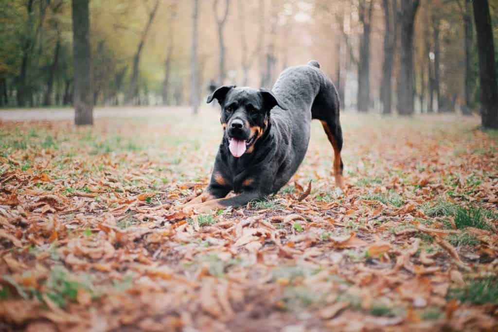 Osteosarkom pri psih