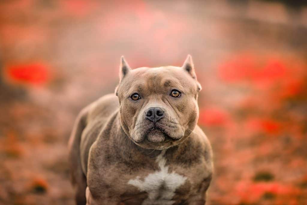 Ameriški pit bull terier