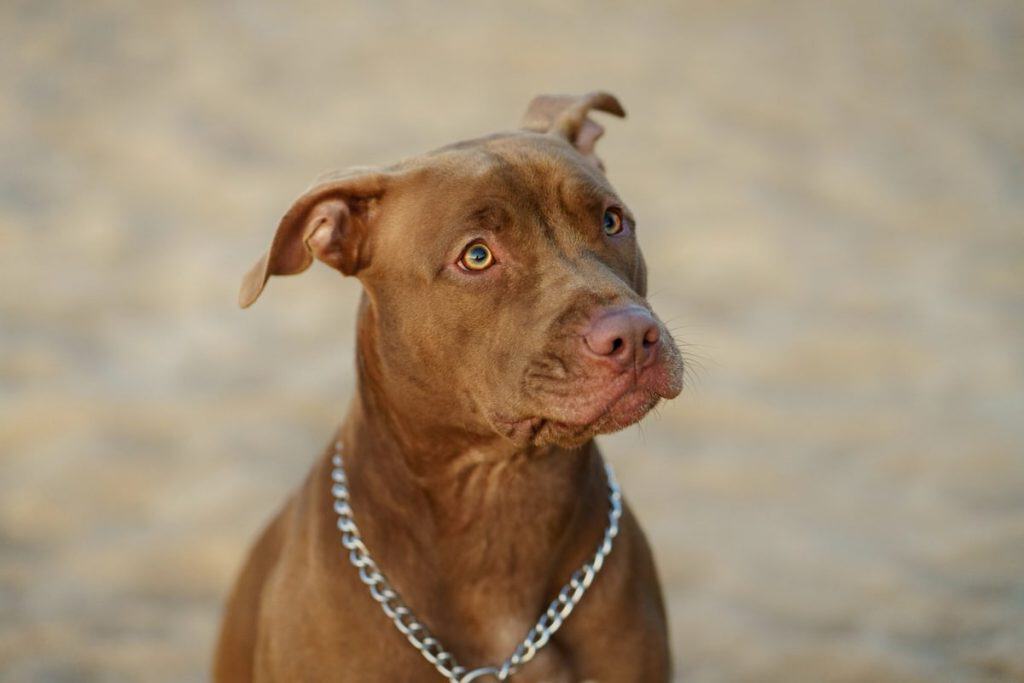 Ameriški pit bull terier